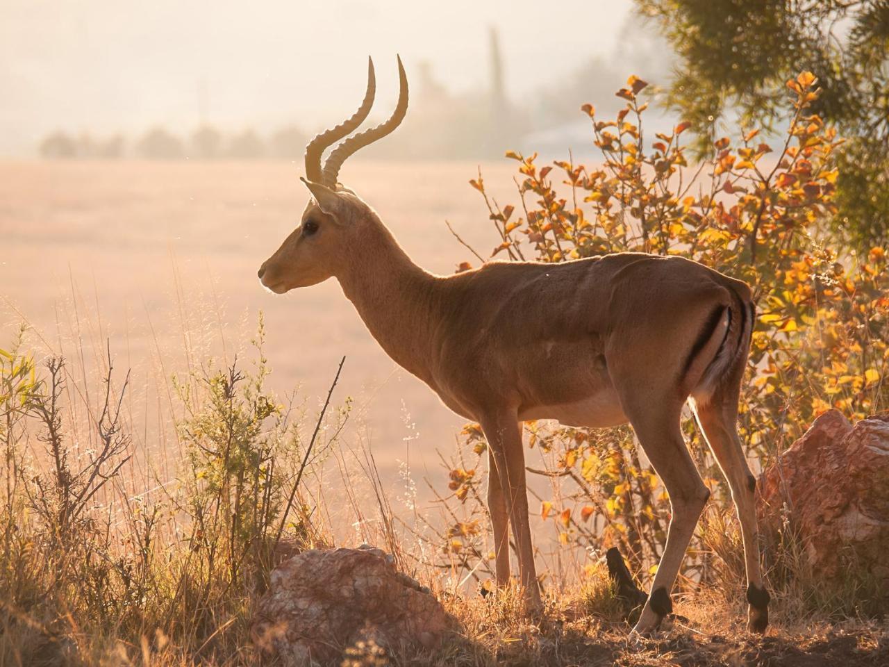 Kloofzicht Lodge & Spa Krugersdorp Ngoại thất bức ảnh Greater kudu